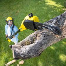 Best Tree and Shrub Care  in Dillsboro, IN