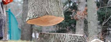 Reliable Dillsboro, IN Tree Removal Solutions