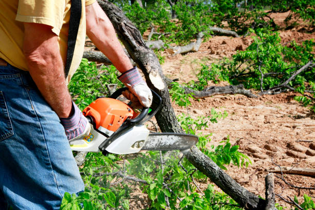 Best Tree Maintenance Programs  in Dillsboro, IN