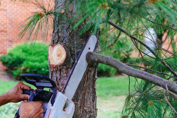 Best Tree Disease Treatment  in Dillsboro, IN